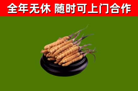 单市回收冬虫夏草