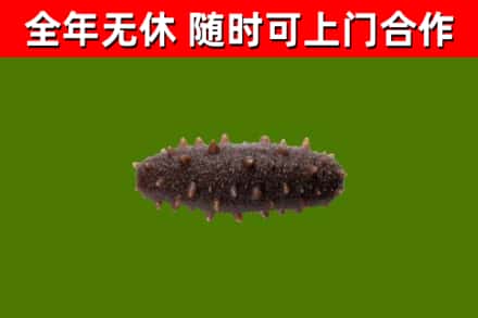 单市回收海参干